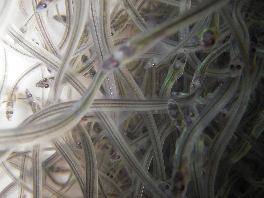 Underwater image of glass eels