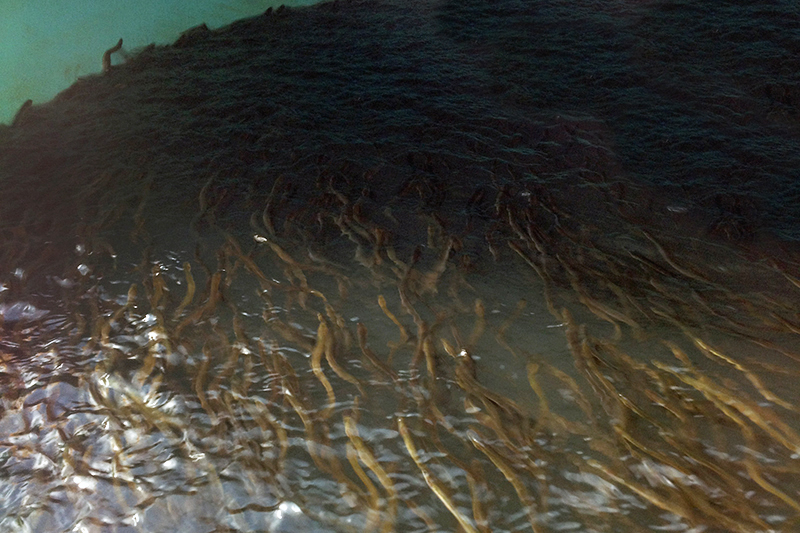 Elvers collected from the Conowingo Dam eel ramp swim in a holding tank awaiting stocking in tributaries above the dam.