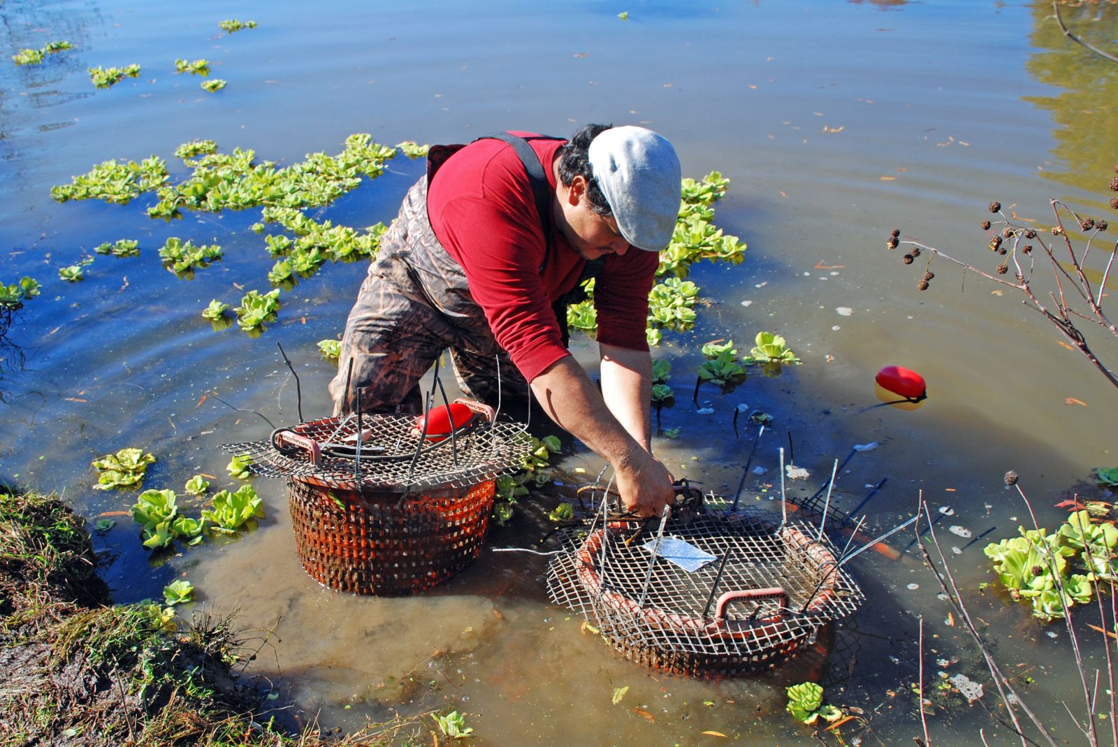 The Anacostia Watershed Society’s Jorge Montero transfers mussels from the river to Kenilworth Aquatic Gardens, where they will overwinter. Photo, Gregg Trilling