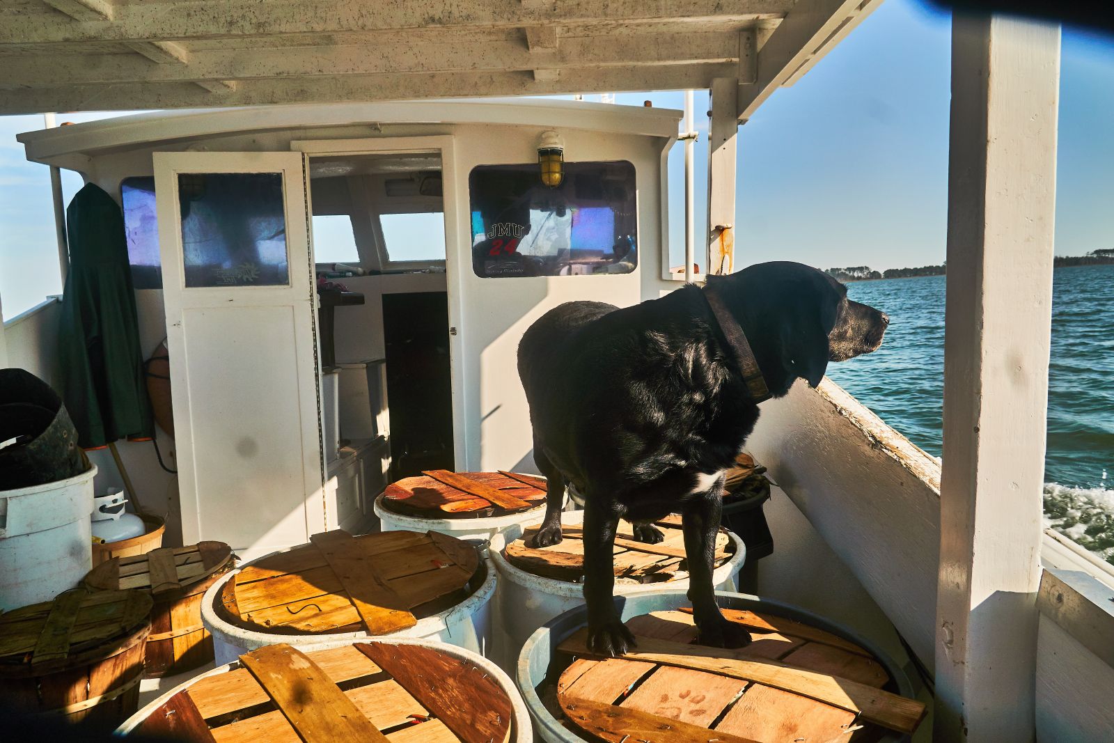 The day is not done for Roger Morris or his dog.  There's still the 30-mile drive from Wingate to his buyer, Clayton's Seafood in Cambridge. And the 30-mile drive back home.