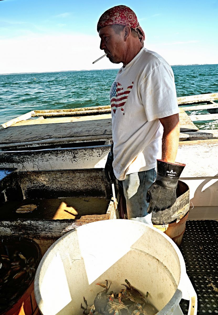 Frank Mand runs the boat's culling board, keeping everything legal by spotting and tossing undersize crabs back in the Bay for next year's harvest. 