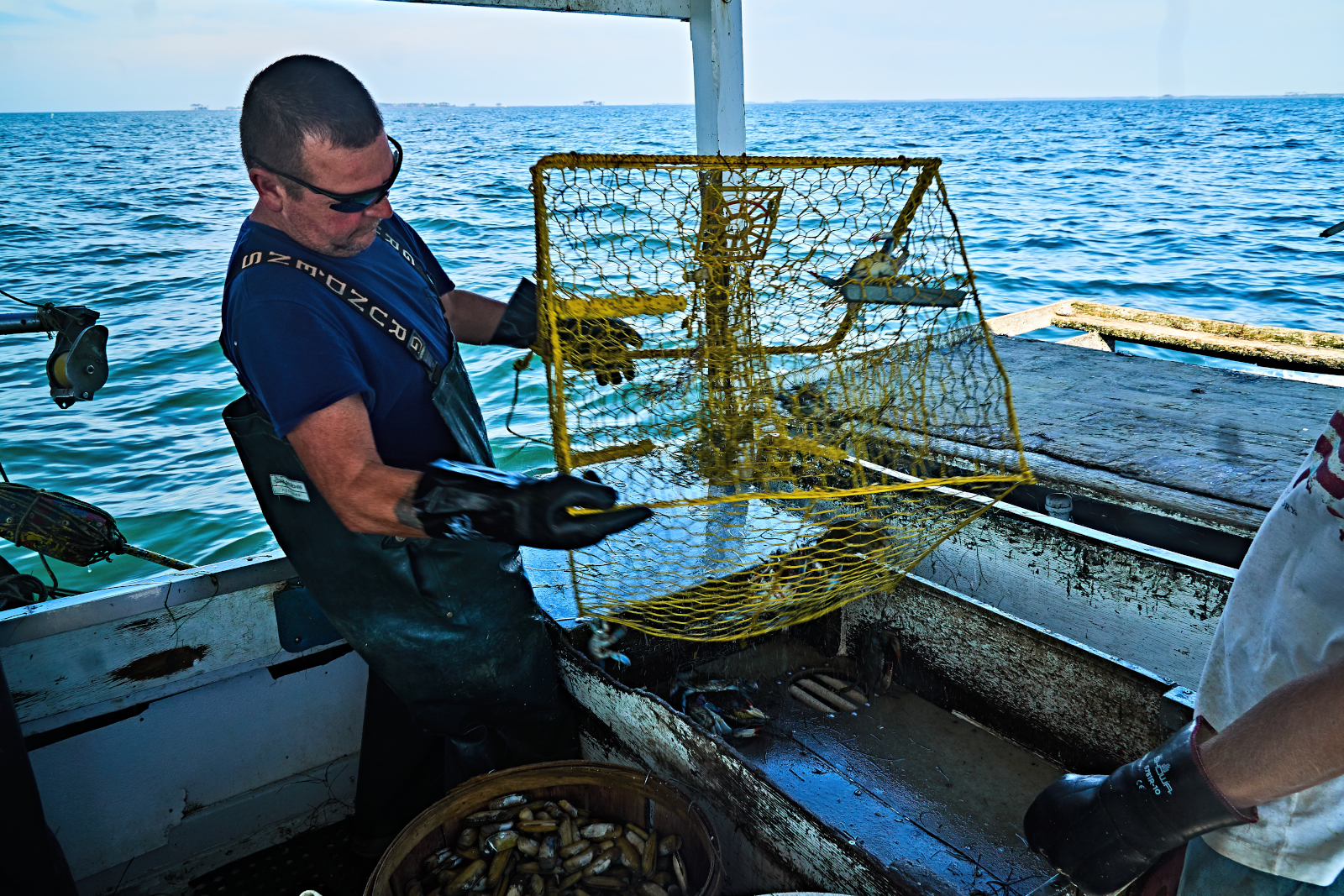 Emptying crab pot