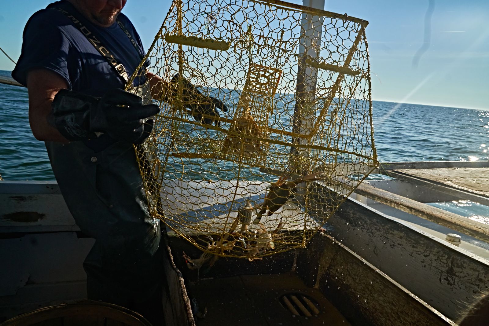 HAuling crabs