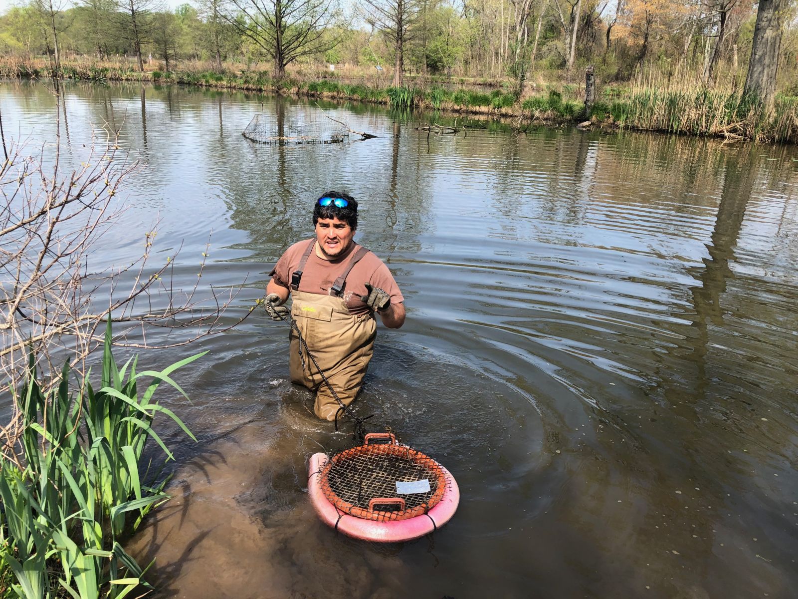 Jorge Bogantes Montero of the Anacostia Watershed Society gets the mussels ready to transplant
