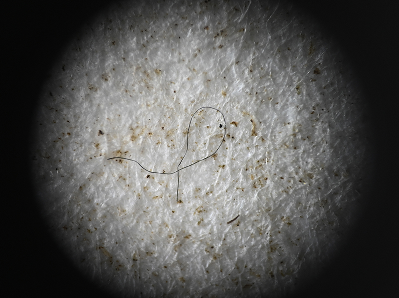 Microfiber on a filter paper sample, 4x magnification.