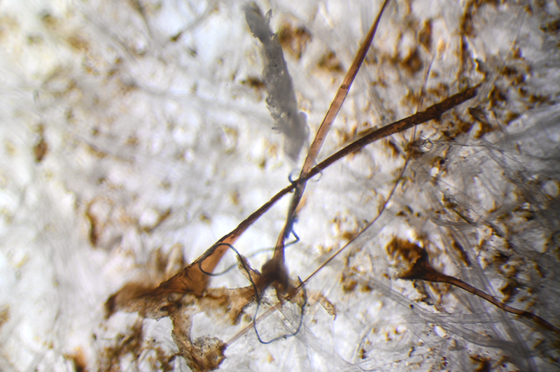 Microfiber on a filter paper sample, 4x magnification.