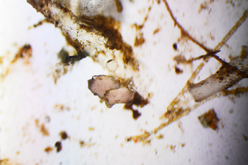 Pink fragment that is possibly microplastic, intermixed with other cells and tube-like fragments that could be from a colonial bryozoan, 20x magnification