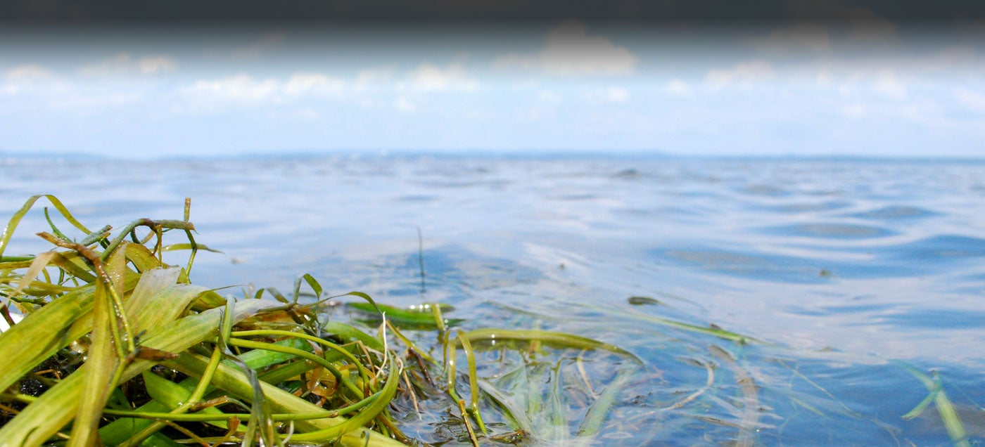 Dense underwater grasses grow to the water's surface on the Susquehanna Flats