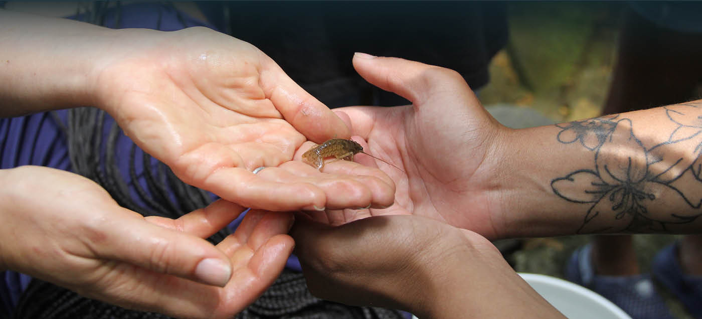 Two people's hands hold a small crayfish