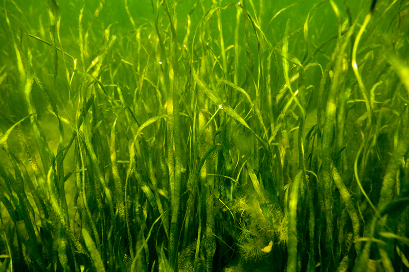 Wild celery and other bay grasses growing in the Chesapeake Bay.