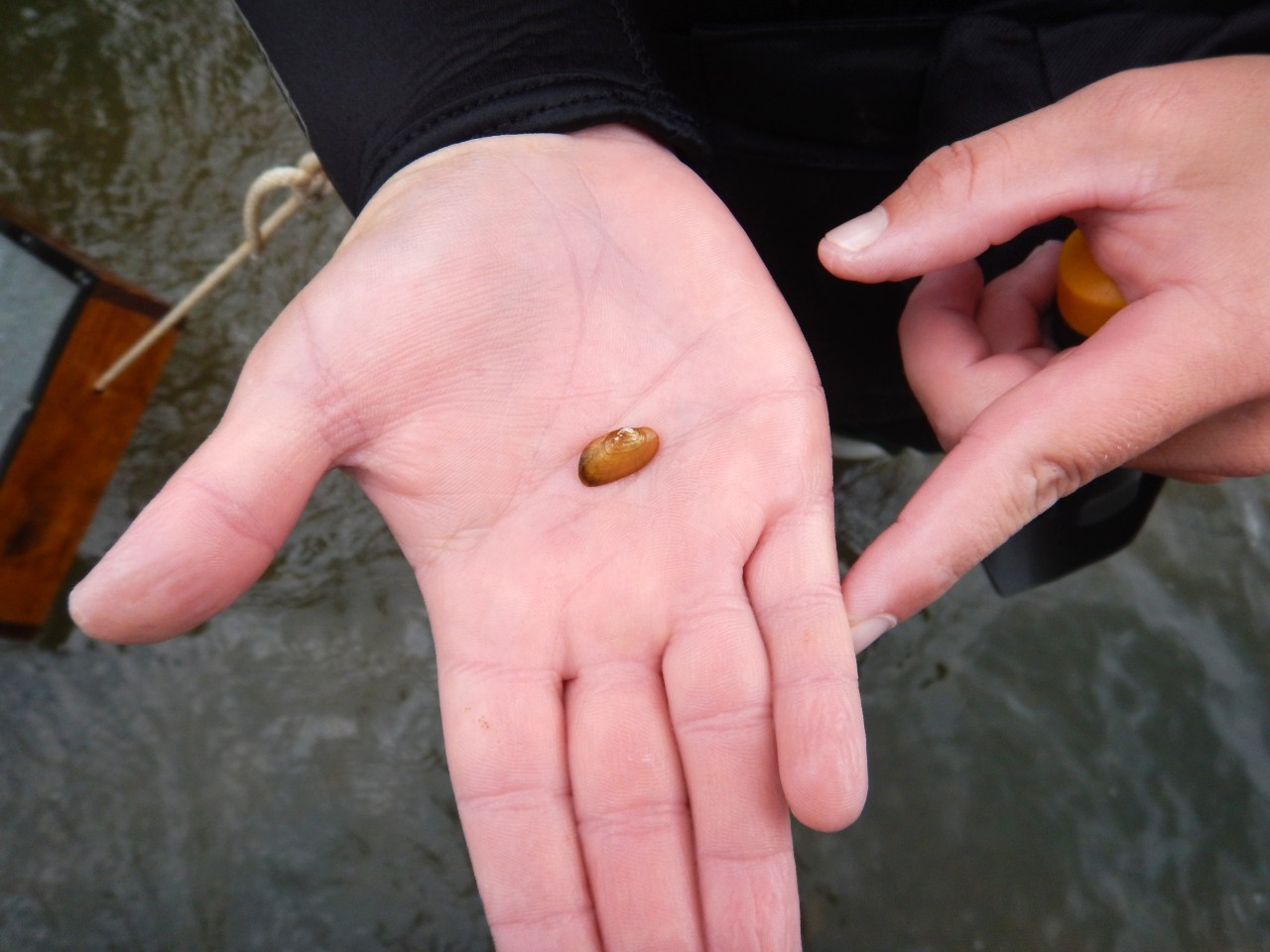 A juvenile mussel in the center of an open hand