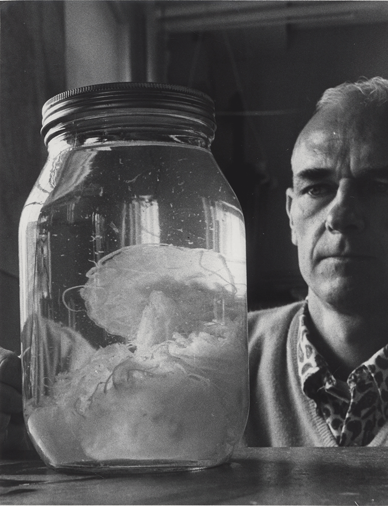 Scientist David Cargo examing a preserved jellyfish specimen