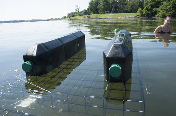 Testing What Works in Oyster Aquaculture: Planting Gear in the Choptank