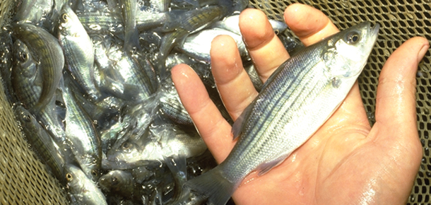 hand holding fish