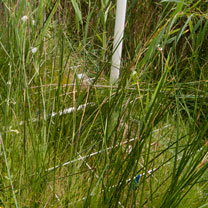 grasses growing in a cell