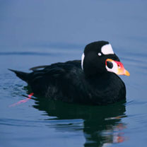 surf scoter