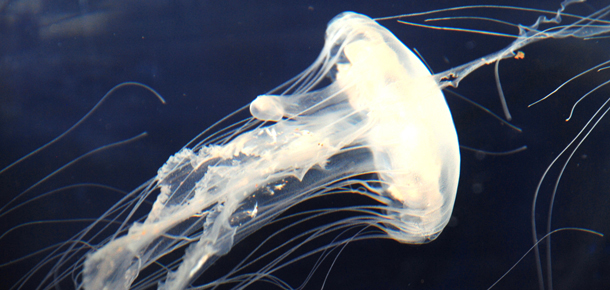 sea nettle