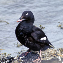 white winged scoter