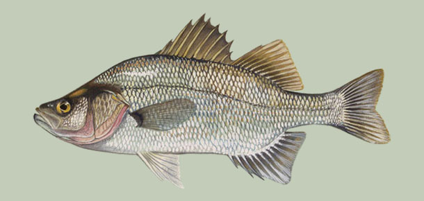 white perch