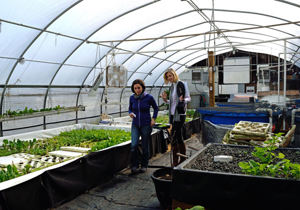 farm manager showing a visitor plants growing in greenhouse