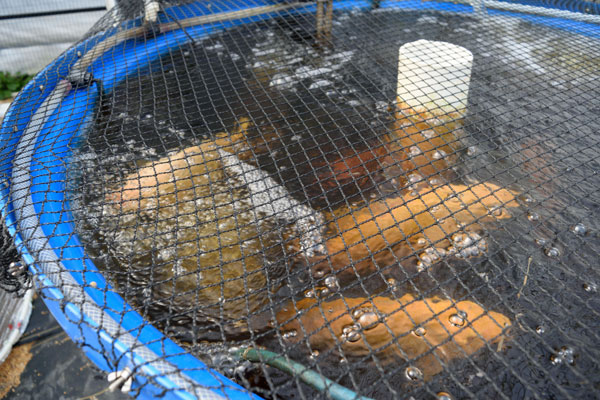 fish under a net in a water tank