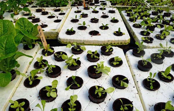 closeup of beds of baby greens growing in greenhouse