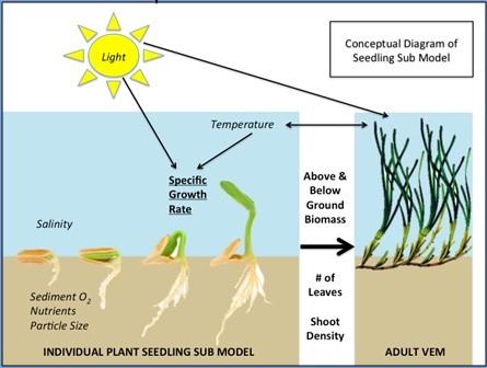 Seedling conceptual diagram