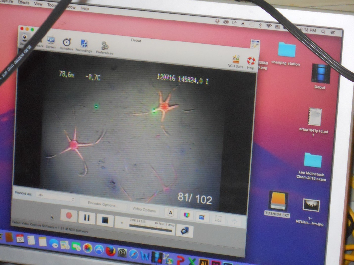 image on computer monitor showing two brittle stars on the seafloor of the Bering Sea