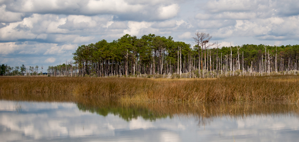 chesapeake bay marsh