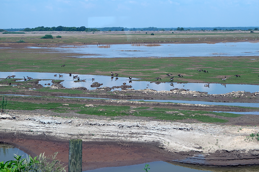 photo of birds in the north cell of Hart-Miller Island