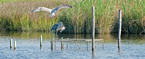 Heron and hawk along the shore of the Chesapeake Bay