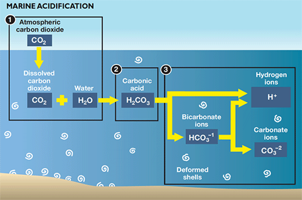 illustration showing chemistry of marine acidification
