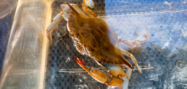 crab in aquarium