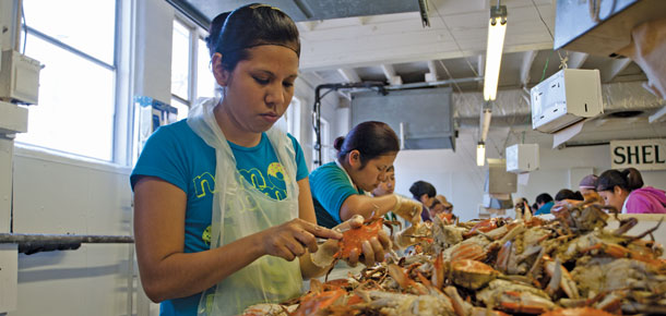 workers picking crabs