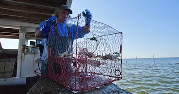 photo of crabber