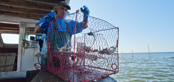 crabber with pot