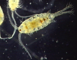 calanoid copepod