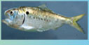 menhaden