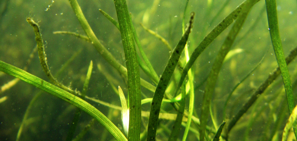 underwater grassbed