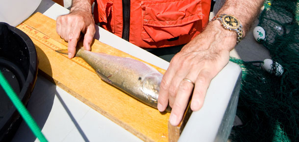 hands measuring menhaden