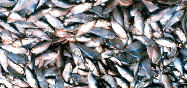 pile of menhaden