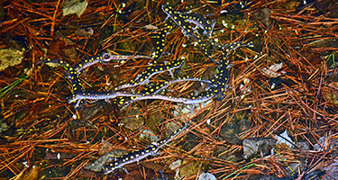 a group of yellow spotted salamanders on the forest floor