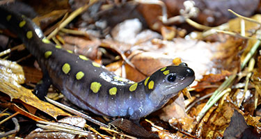 closeup of a yellow spotted salamander on the forest floor