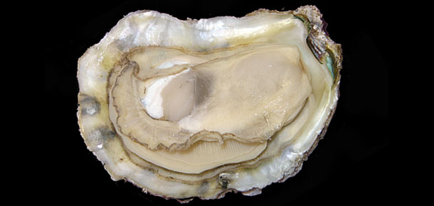 oysters in aquarium