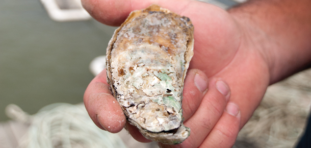 hand holding an oyster