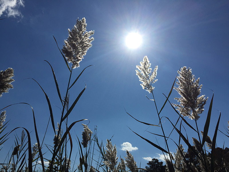 Phragmites is a towering, non-native grass that can take over wetlands, outcompeting native plants.