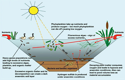 Pond Life Food Web Clip Art - Aquatic Ecosystem by The Painted Crow