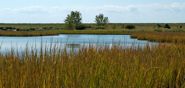 poplar island marsh