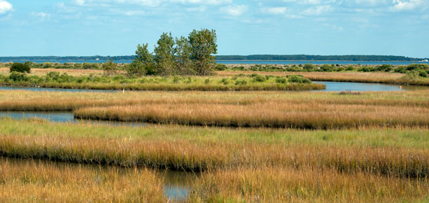 marshes