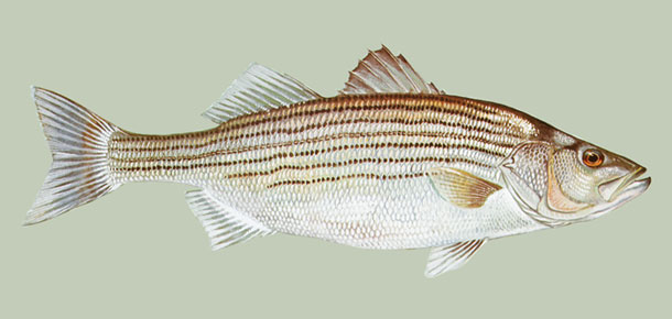 striped bass illustration